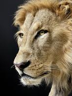 Taxidermi, Juni, Mannelijk