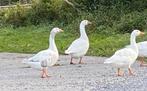 GRATIS ganzen, Dieren en Toebehoren, Pluimvee, Geslacht onbekend, Gans of Zwaan