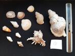Lot coquillages, Verzamelen, Mineralen en Fossielen, Schelp(en)