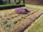 Sedum Herbstfreude  en Lavendel Angustifolia, Ophalen