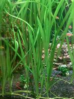 Valisineria, Enlèvement, Neuf, Plante(s), Pierre ou Bois