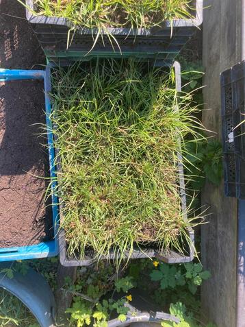Siergras (pennisetum alopecuroides hameln), Tuin en Terras, Ophalen, Siergrassen