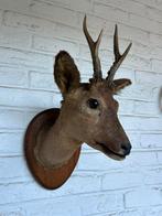 Taxidermie, Verzamelen, Ophalen, Gebruikt