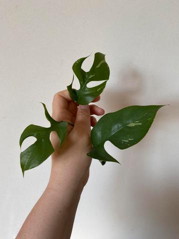 Monstera raphidophora variegata (stek 3), Huis en Inrichting, Ophalen