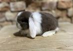 NHD Nederlandse hangoordwerg nestje (transport mogelijk), Meerdere dieren, Dwerg, Hangoor, 0 tot 2 jaar