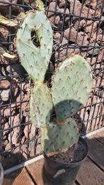 Heel mooie cactus opuntia., Enlèvement