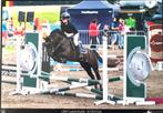 Talentvolle zwarte C-sportpony te koop!, Dieren en Toebehoren, Pony's, Gechipt, Ruin, Springpony, 11 jaar of ouder