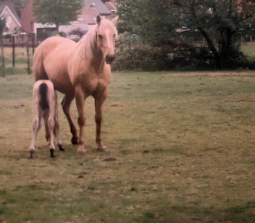 Mooie palomino (fok) merrie/ weidemaatje, Animaux & Accessoires, Chevaux, Jument, Ne s'applique pas, 160 à 165 cm, 7 à 10 ans