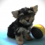 Lieve Biewer Yorkshire puppy's (reutjes) geboren in België, Dieren en Toebehoren, Yorkshire Terriër, België, CDV (hondenziekte)