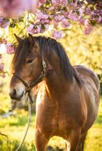 Prachtige Fries x Haflinger, Dieren en Toebehoren, Ruin, Zadelmak, 3 tot 6 jaar, Recreatiepony