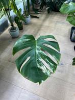 Monstera Deliciosa Albo Variegata, Ophalen of Verzenden