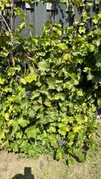 Verse zoete druiven , 50 cent per bosje!, Tuin en Terras, Planten | Struiken en Hagen, Ophalen, Struik