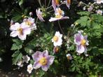 Vaste planten, Tuin en Terras, Ophalen