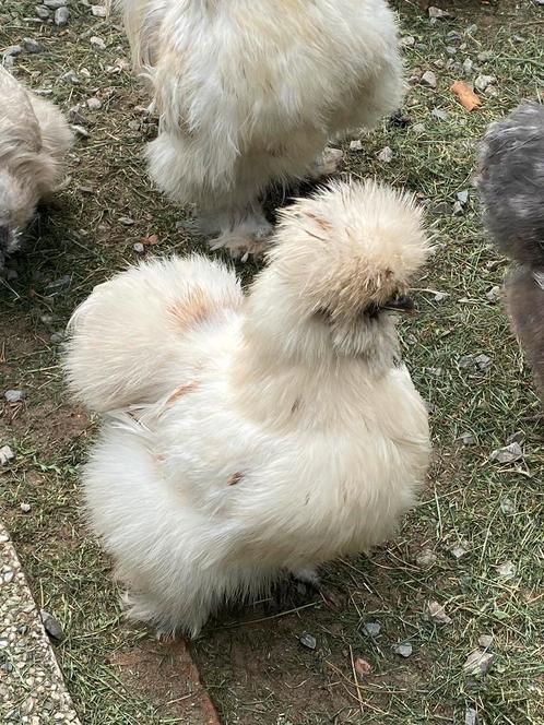 Zijdehoen USA hennen, Dieren en Toebehoren, Pluimvee, Kip, Vrouwelijk