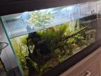 Aquarium 240L, Ophalen, Zo goed als nieuw
