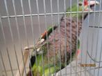 amazone, Dieren en Toebehoren, Vogels | Parkieten en Papegaaien