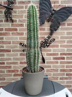 Mooie grote cactus, Huis en Inrichting, Kamerplanten, Ophalen of Verzenden, Cactus