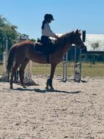 C pony , superbraaf gereden , BRP !, Dieren en Toebehoren, Pony's, Merrie, B, Gechipt, Springpony