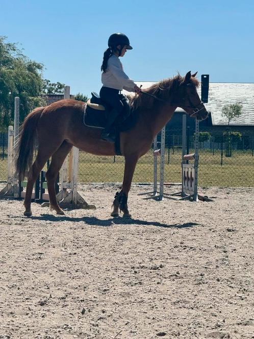 C pony , superbraaf gereden , BRP !, Dieren en Toebehoren, Pony's, Merrie, B, C pony (1.27m tot 1.37m), Springpony, 3 tot 6 jaar