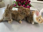 Konijnen, Meerdere dieren, Middelgroot, 0 tot 2 jaar