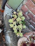 3 stuks sedum takesimensen atlantis, Tuin en Terras, Ophalen
