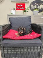 ruwhaar teckel pups, Dieren en Toebehoren, Honden | Teckels en Dashonden, België, CDV (hondenziekte), 8 tot 15 weken, Teef
