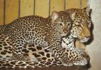 LUIPAARD  met  JONG  in  ZOO  BERLIJN, Verzamelen, Postkaarten | Dieren, Verzenden, Ongelopen, Wild dier