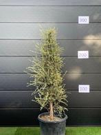 Unieke Kurkeik quercus suber 200-250cm hoog 150l pot, Tuin en Terras, In pot, Overige soorten, Volle zon, Bloeit niet