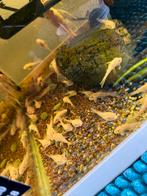50 stuks snow white schortfin met longfin gen 6€ stuks, Dieren en Toebehoren, Vissen | Aquariumvissen