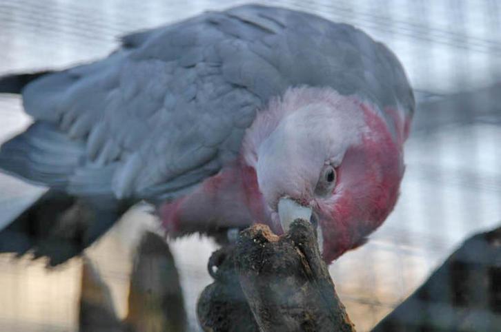 == Rosè kaketoe`s ==, Dieren en Toebehoren, Vogels | Parkieten en Papegaaien, Papegaai, Mannelijk, Geringd