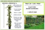 HEDERA HAAGPLANTEN  (Bladhoudend) 1,30-1,50 mtr. , 4,5€/stuk, Tuin en Terras, Planten | Tuinplanten, Ophalen, Vaste plant, Klimplanten