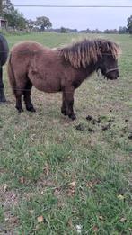 Shetlanders, Dieren en Toebehoren, Merrie, A pony (tot 1.17m), Onbeleerd, Recreatiepony