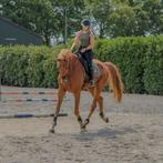 Bijrijder/zadelmak/doorrijden ruiter aangeboden., Dieren en Toebehoren, Zadelmak