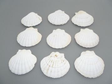 Set coquilles beschikbaar voor biedingen