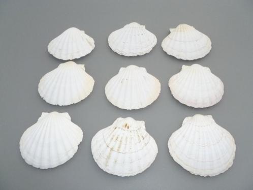 Set coquilles, Huis en Inrichting, Keuken | Servies, Zo goed als nieuw, Overige typen, Ophalen