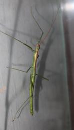 Lamachodes sp. Bokor, Dieren en Toebehoren, Insecten en Spinnen