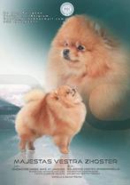 Dekreu FCI Pomeriaan dwergkees Pomeranian, CDV (hondenziekte), Keeshond, België, 1 tot 2 jaar