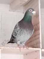 Kweek duivers !!!!!!!, Dieren en Toebehoren, Vogels | Duiven