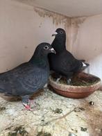 Jonge duiven reserveren zelf ring brengen, Dieren en Toebehoren