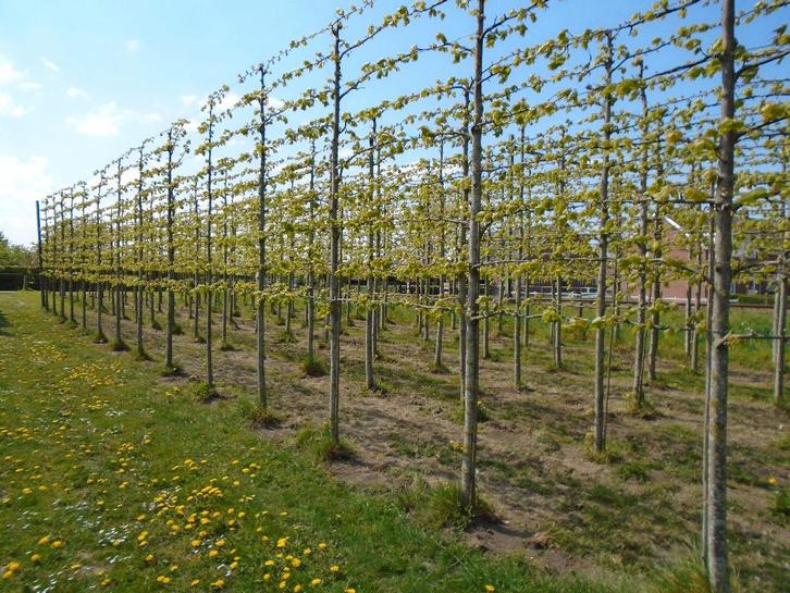 leilinde XL, Tuin en Terras, Planten | Bomen, Leiboom, 400 cm of meer, Ophalen
