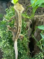 Wimpergekko man Koari, Dieren en Toebehoren, Reptielen en Amfibieën