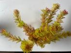 Aquarium decoratie plant NIEUW, Ophalen, Nieuw