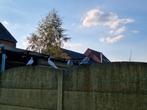 Jongen Duiven te koop 10 euro