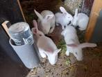 Jonge konijnen, wit van dendermonde, Dieren en Toebehoren, Konijnen, Klein, 0 tot 2 jaar