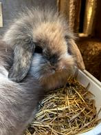 Schattige baby konijntjes, 100 % hangoor, Dieren en Toebehoren, Konijnen, Meerdere dieren, Klein, Hangoor, 0 tot 2 jaar