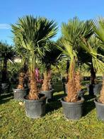 GROS ARRIVAGE !!!De sublimes palmiers trachycarpus fortunei, Tuin en Terras, Planten | Bomen, Ophalen of Verzenden