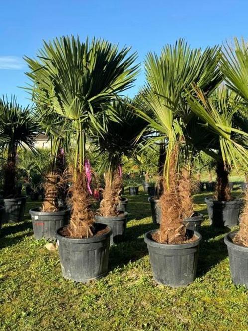 GROS ARRIVAGE !!!De sublimes palmiers trachycarpus fortunei, Jardin & Terrasse, Plantes | Arbres, Enlèvement ou Envoi