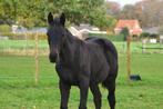 Poulain de dressage noir (jument), Cheval de dressage, Avec pedigree, Ne s'applique pas, 0 à 2 ans