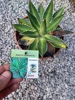 Agave, Ophalen