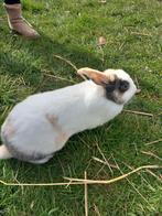Sweet bunnies, les derniers lapins ! ! ! !, Animaux & Accessoires, Plusieurs animaux, Nain